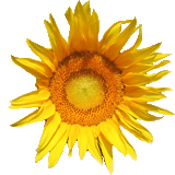 Sonnenblume